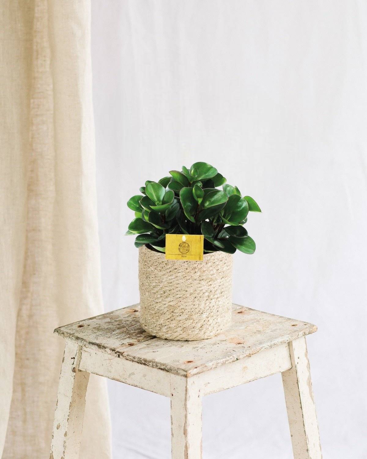Peperomia Burning Bush 25cm - Plante d'intérieur- La Green Touch - Image 2