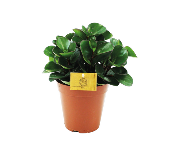 Peperomia Burning Bush 25cm - Plante d'intérieur- La Green Touch - Image 1
