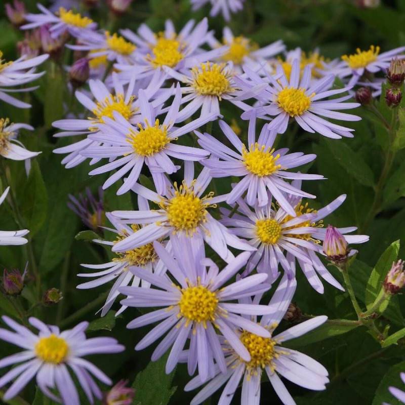 Aster d'automne Asran à fleurs Bleue/ - feuillage Caduc - Godet - 5/20 cm - Imagen 4