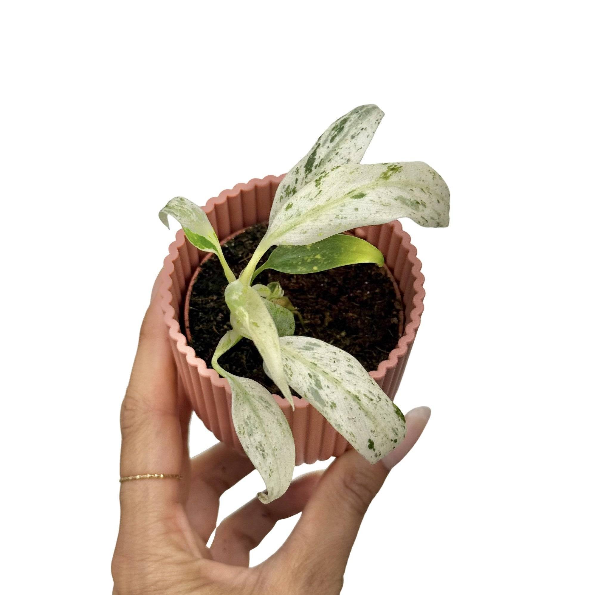 Rhaphidophora Puberula Variegata - Pot de 6cm - Plantes d'intérieur - Image 2