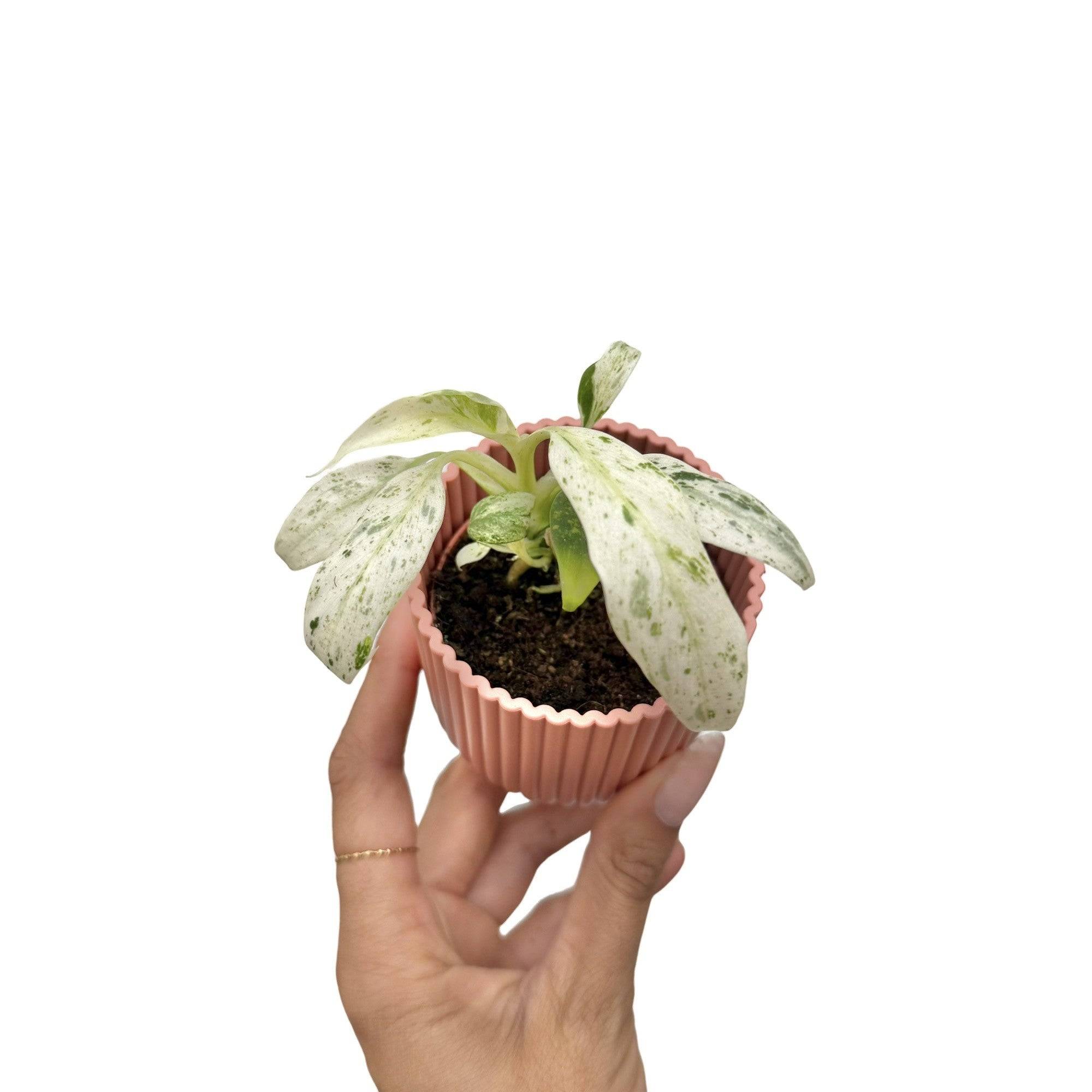Rhaphidophora Puberula Variegata - Pot de 6cm - Plantes d'intérieur - Image 1