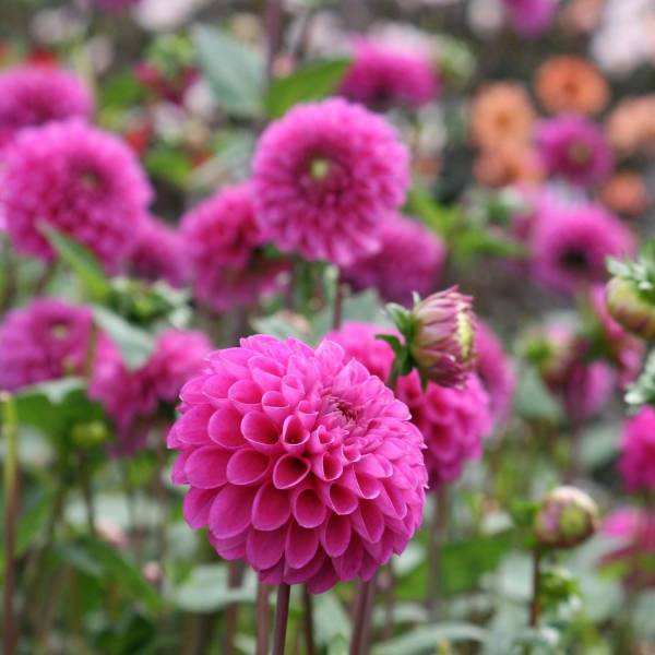 Dahlia balle Purple Fox Bulbe calibre I