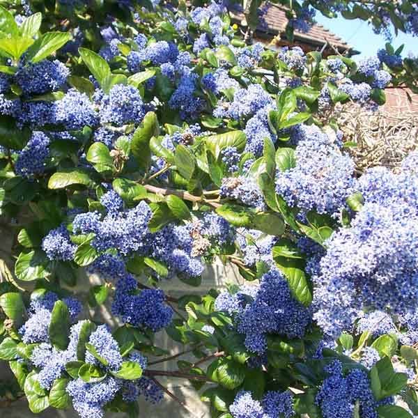 Promesse de Fleurs - Céanothe arboreus Trewithen Blue Pot de 2L/3L - Image 1