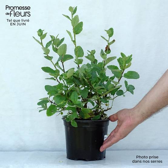Promesse de Fleurs - Céanothe arboreus Trewithen Blue Pot de 2L/3L - Image 2