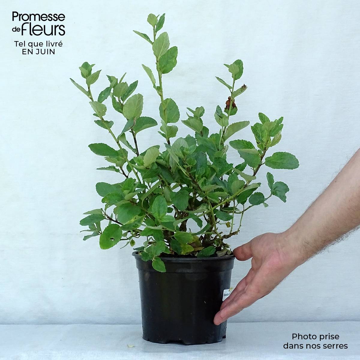 Promesse de Fleurs - Céanothe arboreus Trewithen Blue Pot de 2L/3L - Image 2