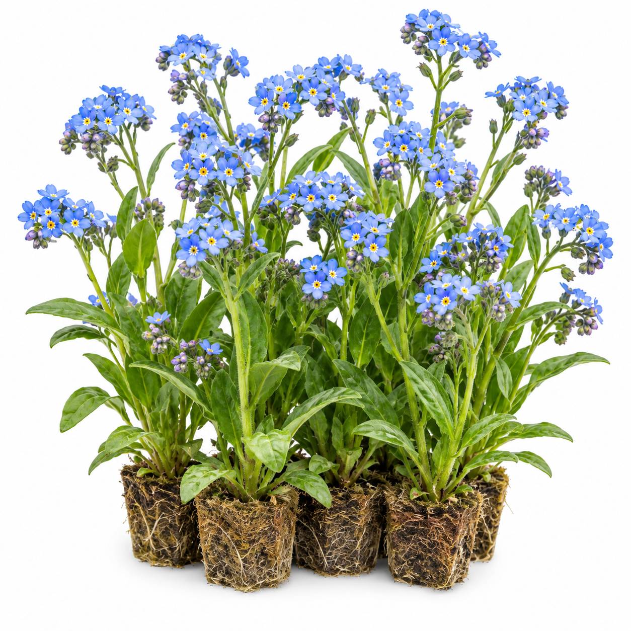 Myosotis des marais - Myosotis palustris - 12 plantes - Image 1