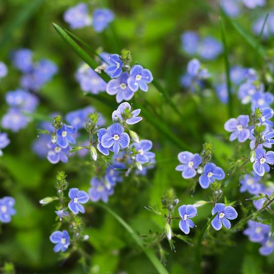 Myosotis des marais - Myosotis palustris - 12 plantes - Image 3