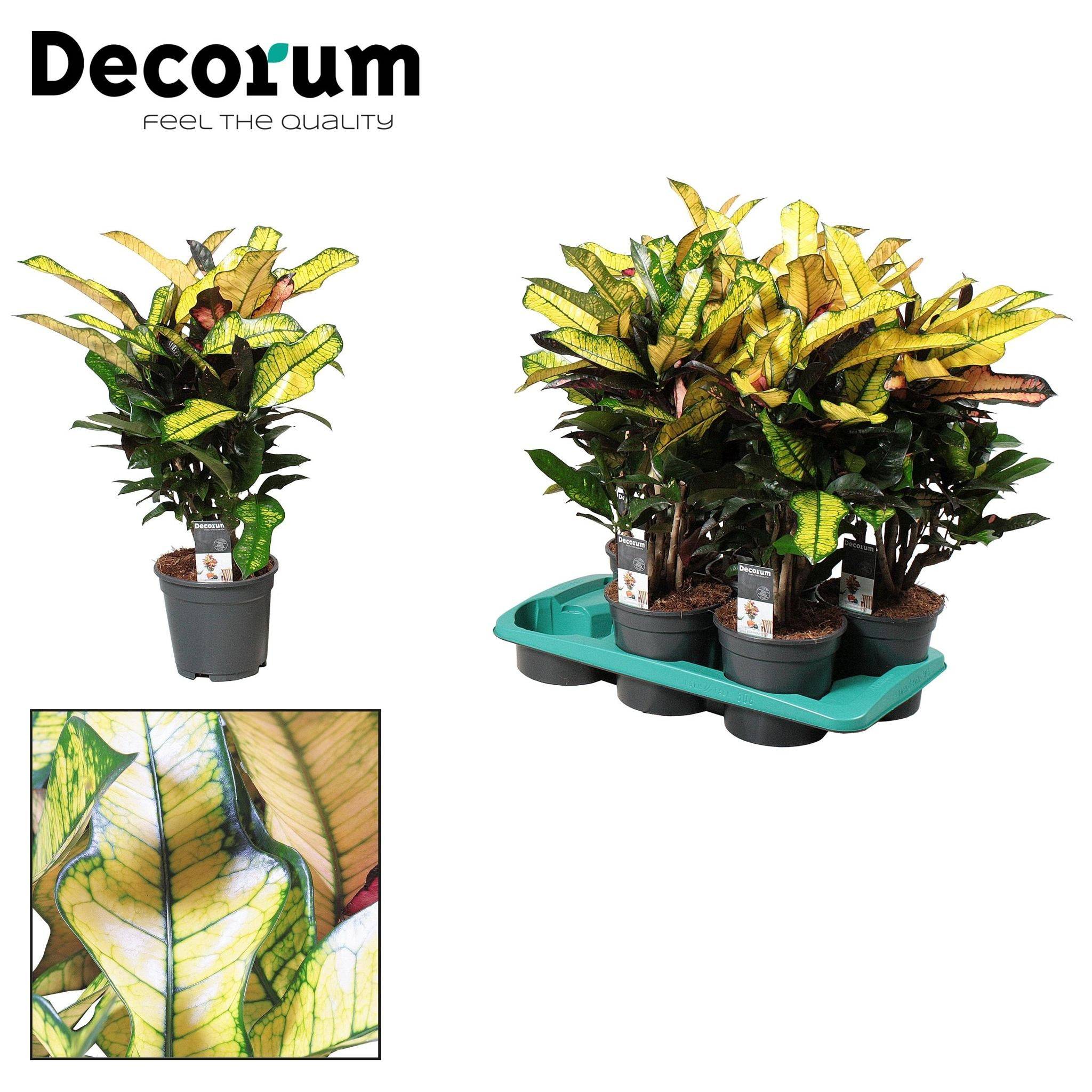 Croton Wilma - D17 H60cm