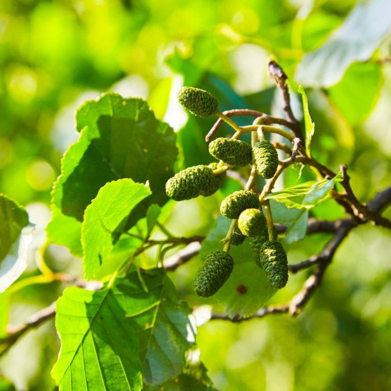 Aulne glutineux (Alnus glutinosa) - Godet - Taille 30/50cm - Pépinières Naudet - Imagen 2