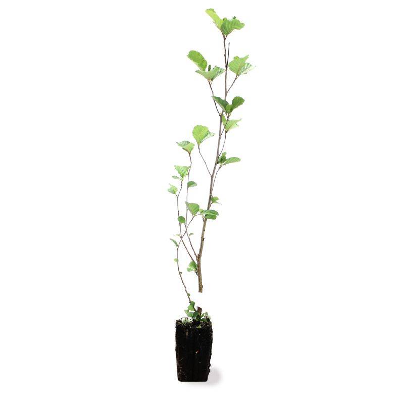 Aulne glutineux (Alnus glutinosa) - Godet - Taille 30/50cm - Pépinières Naudet - Imagen 3