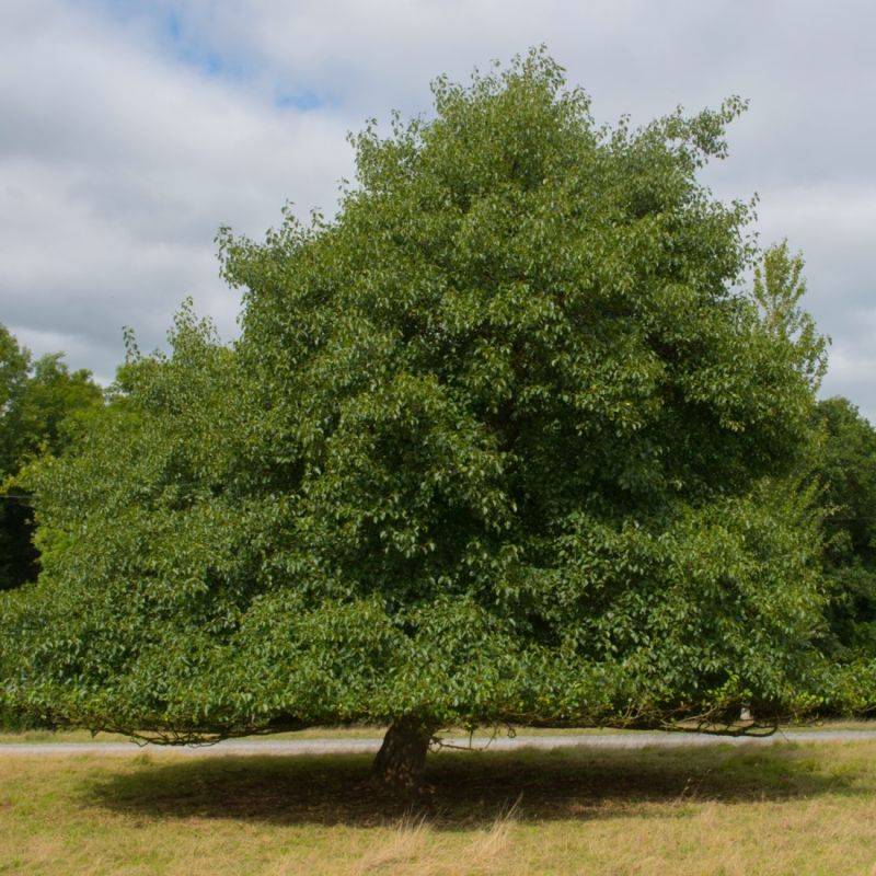 Aulne glutineux (Alnus glutinosa) - Godet - Taille 30/50cm - Pépinières Naudet - Imagen 1