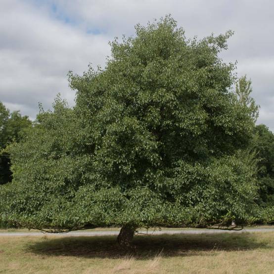Aulne glutineux (Alnus glutinosa) - Godet - Taille 30/50cm - Pépinières Naudet - Imagen 5