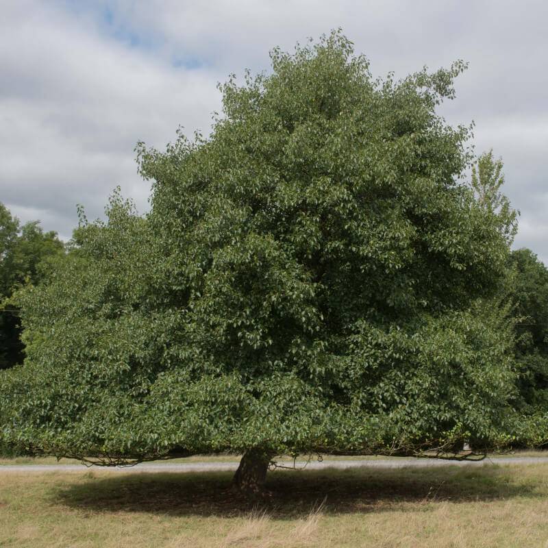 Aulne glutineux (Alnus glutinosa) - Godet - Taille 30/50cm - Pépinières Naudet - Imagen 5