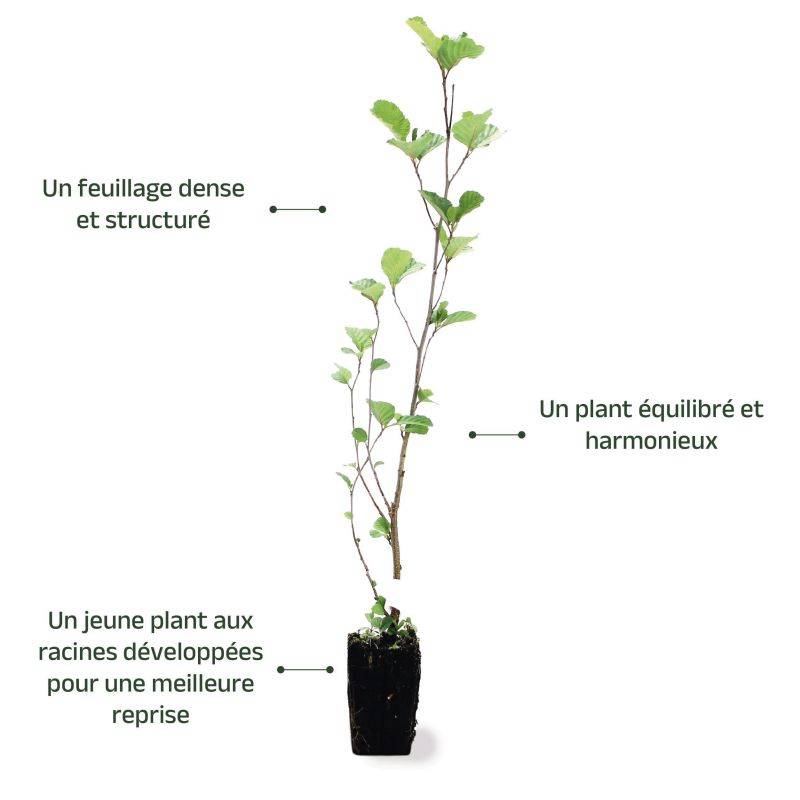 Aulne glutineux (Alnus glutinosa) - Godet - Taille 30/50cm - Pépinières Naudet - Imagen 4