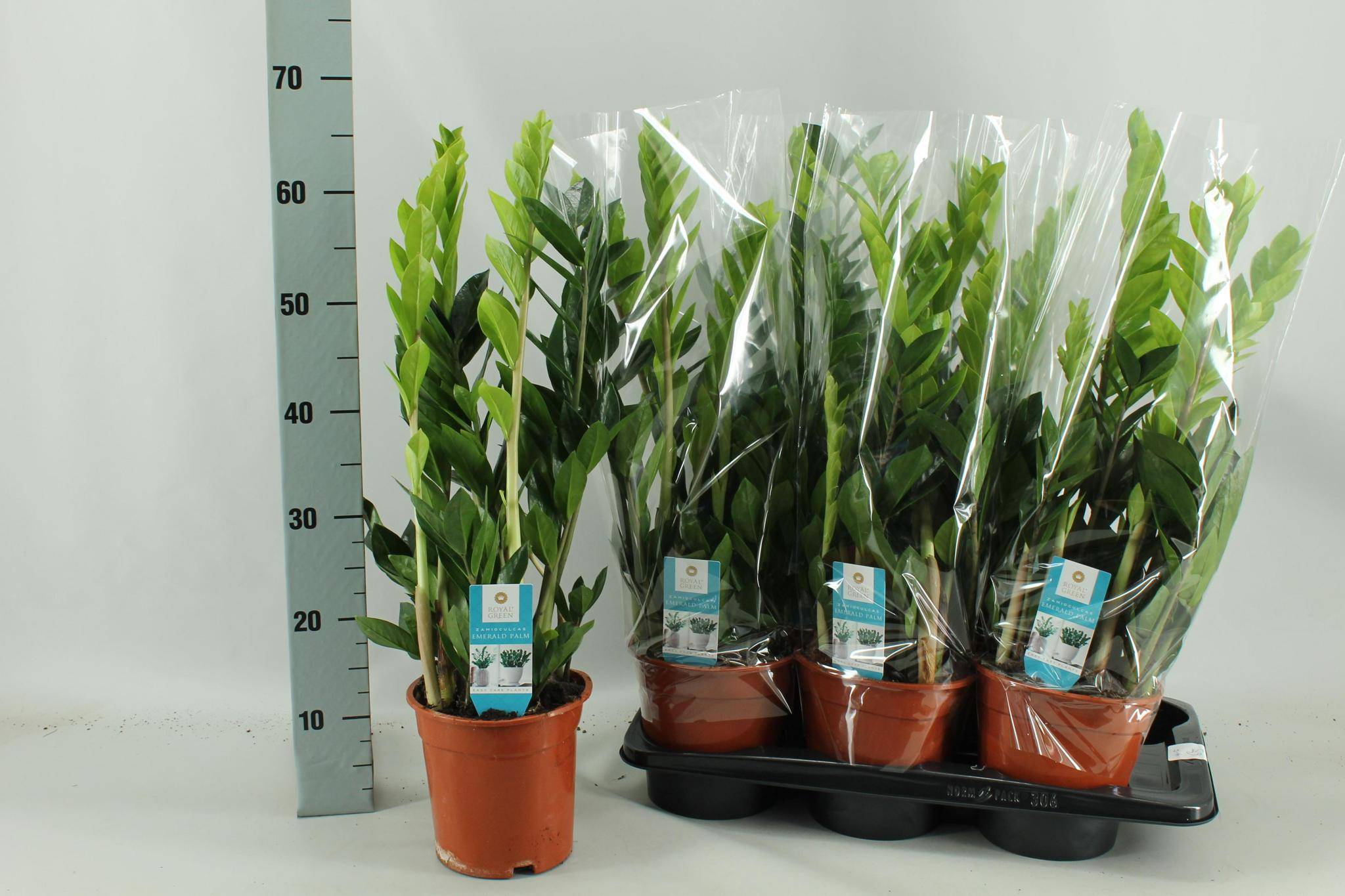 Zamioculcas Zamiifolia - D17 H65cm