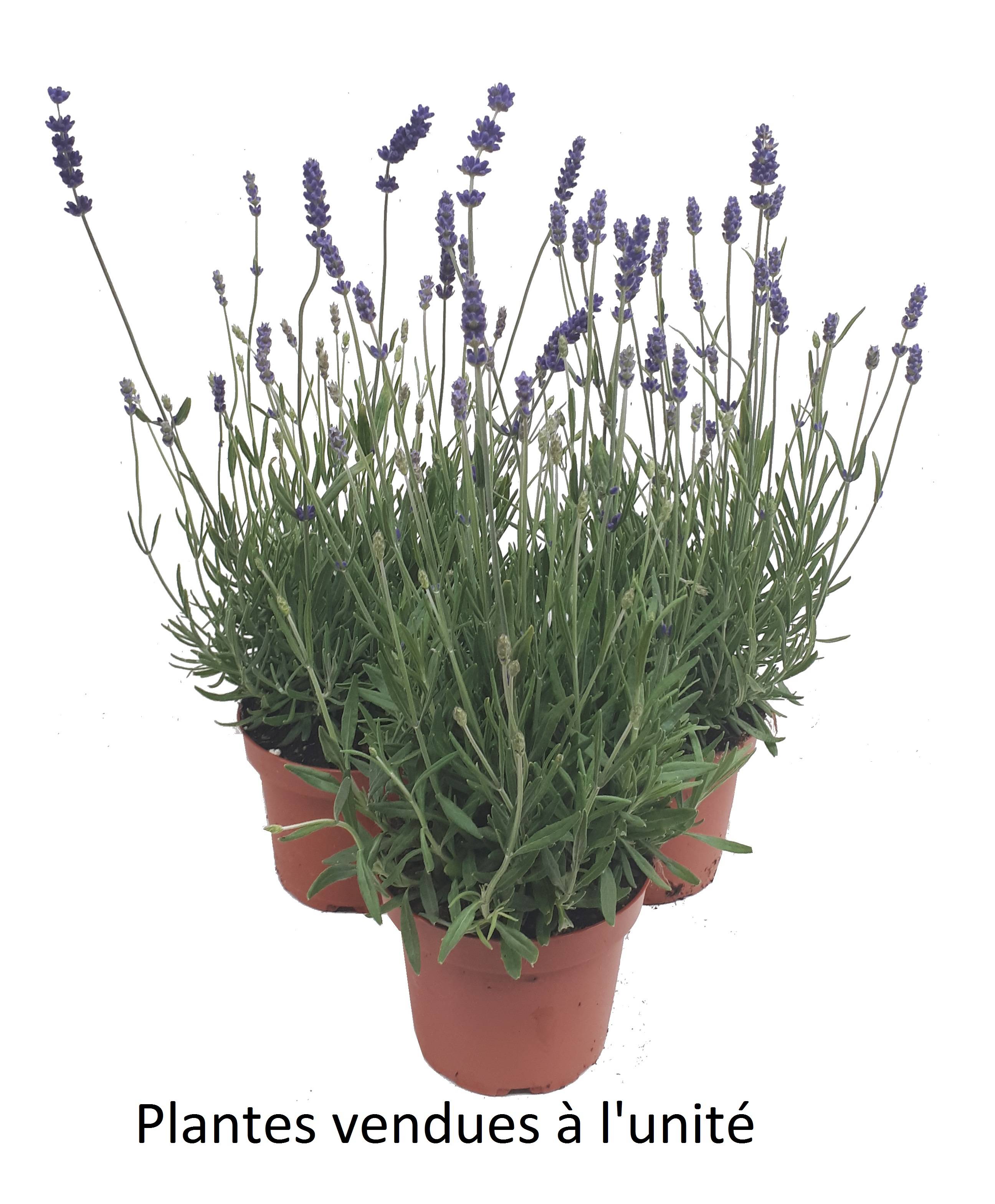 Horti-Flandre - Lavande hidcote pot 13 cm