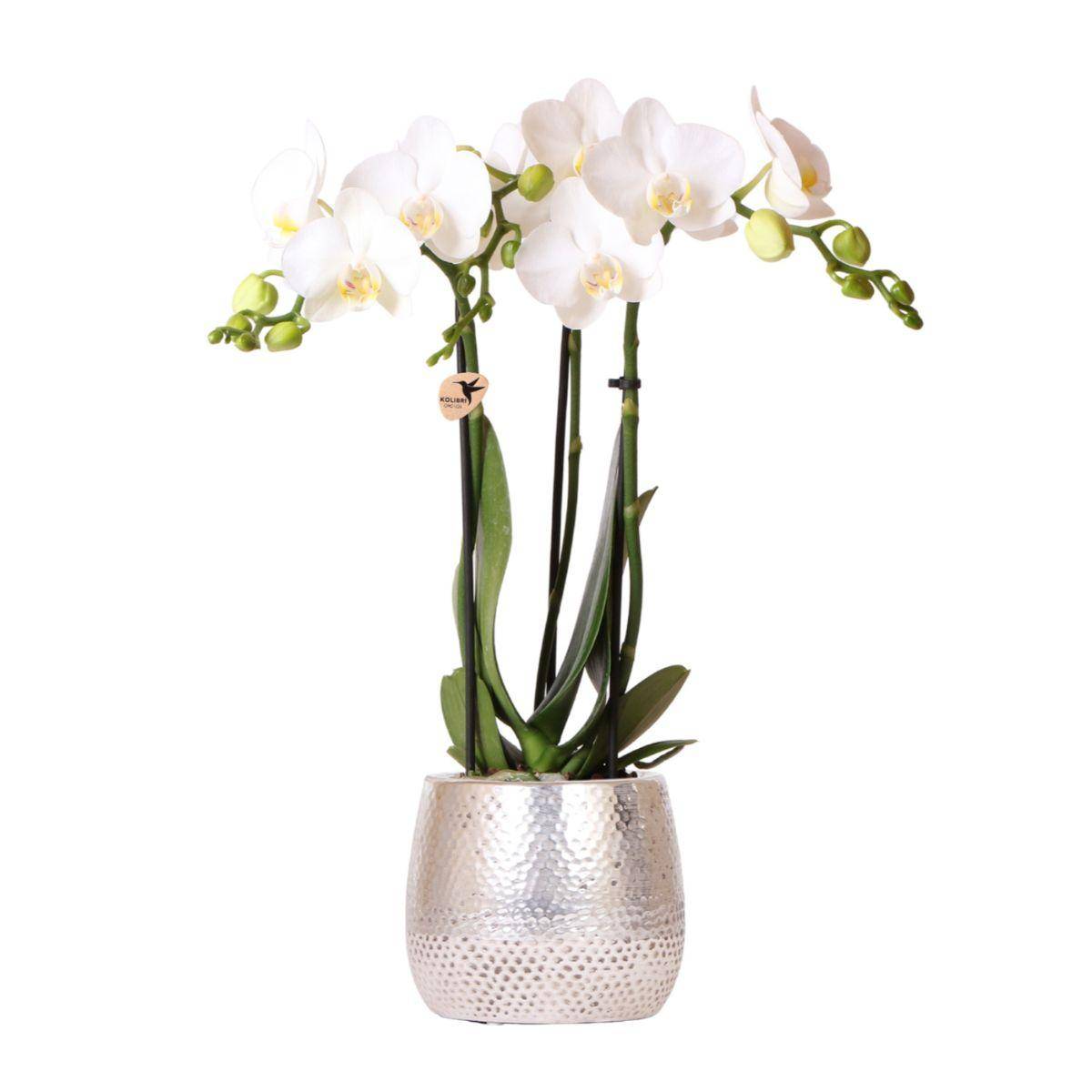 Orchidée Phalaenopsis blanche 'Amabilis' + cache-pot Elite argenté - Ø9cm - Plantes d'intérieur - Image 1