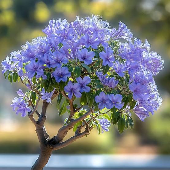 15 Graines de Flamboyant Bleu (Jacaranda mimosifolia) - SemiSauvage Permaculture - Image 2