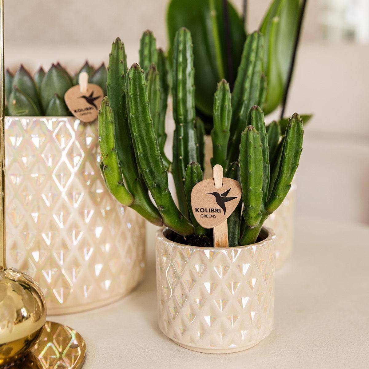 Pot Diamond Pearl en Travertin- La Green Touch - Image 2