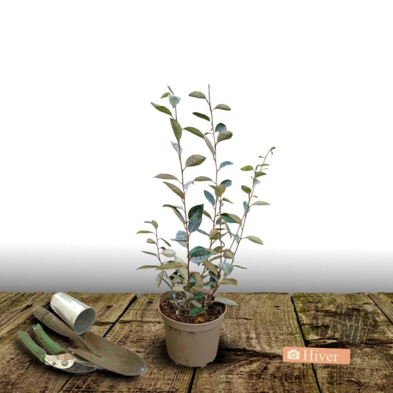 Elaeagnus Pointilla® 'Amoroso', Chalef d'automne à baies de goumi à fleurs Blanche - feuillage Persistant - Pot de 4L - 40/60 cm-  hauteur à maturité - Imagen 4