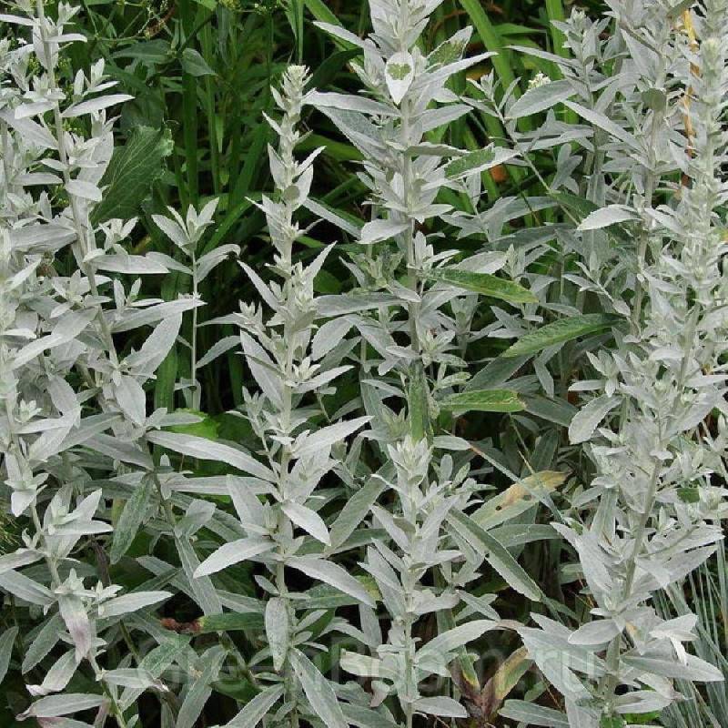 Armoise blanche Silver Queen à fleurs Blanche - feuillage Persistant - Godet - 5/20 cm-  hauteur à maturité De 0,50 m à 1,00 m - Imagen 1