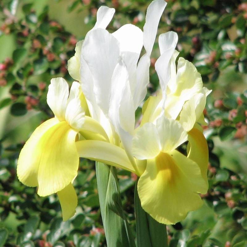 Iris de Sibérie Butter and Sugar à fleurs Blanche/Jaune - feuillage Caduc - Godet - 5/20 cm - Imagen 2