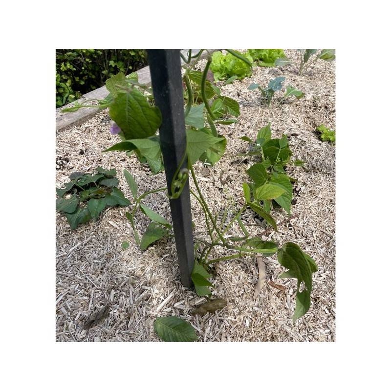 Jardinex - Tuteur tomates (lot de 8) - Gris anthracite 190 cm - Jardinex - Image 10