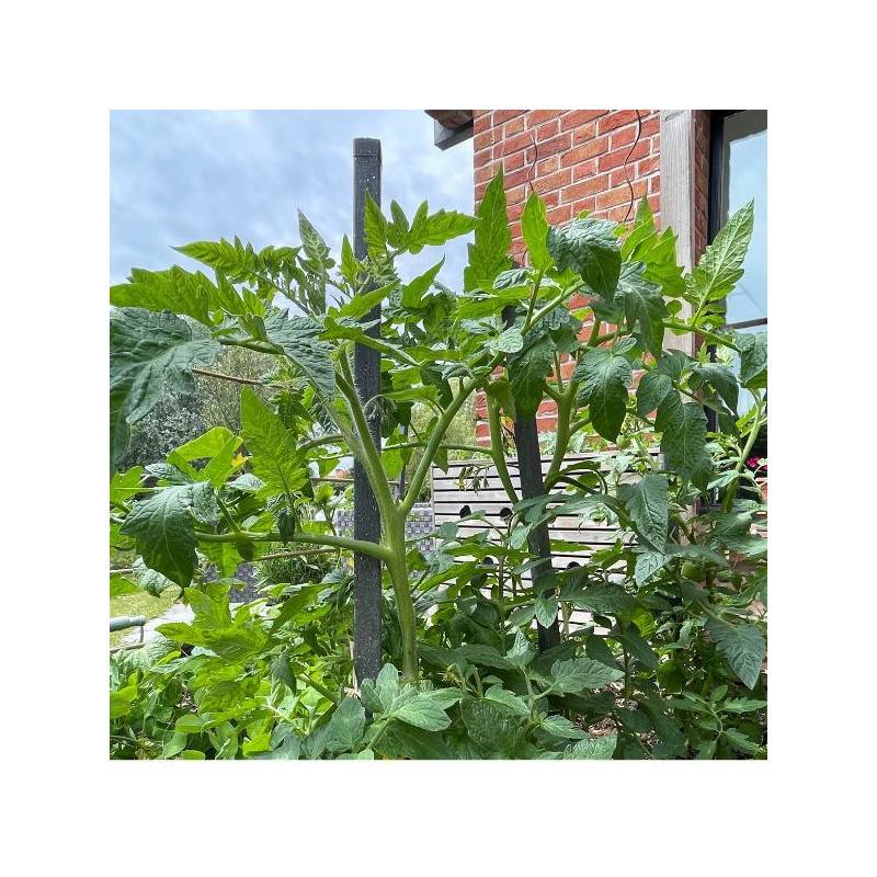 Jardinex - Tuteur tomates (lot de 8) - Gris anthracite 190 cm - Jardinex - Image 3