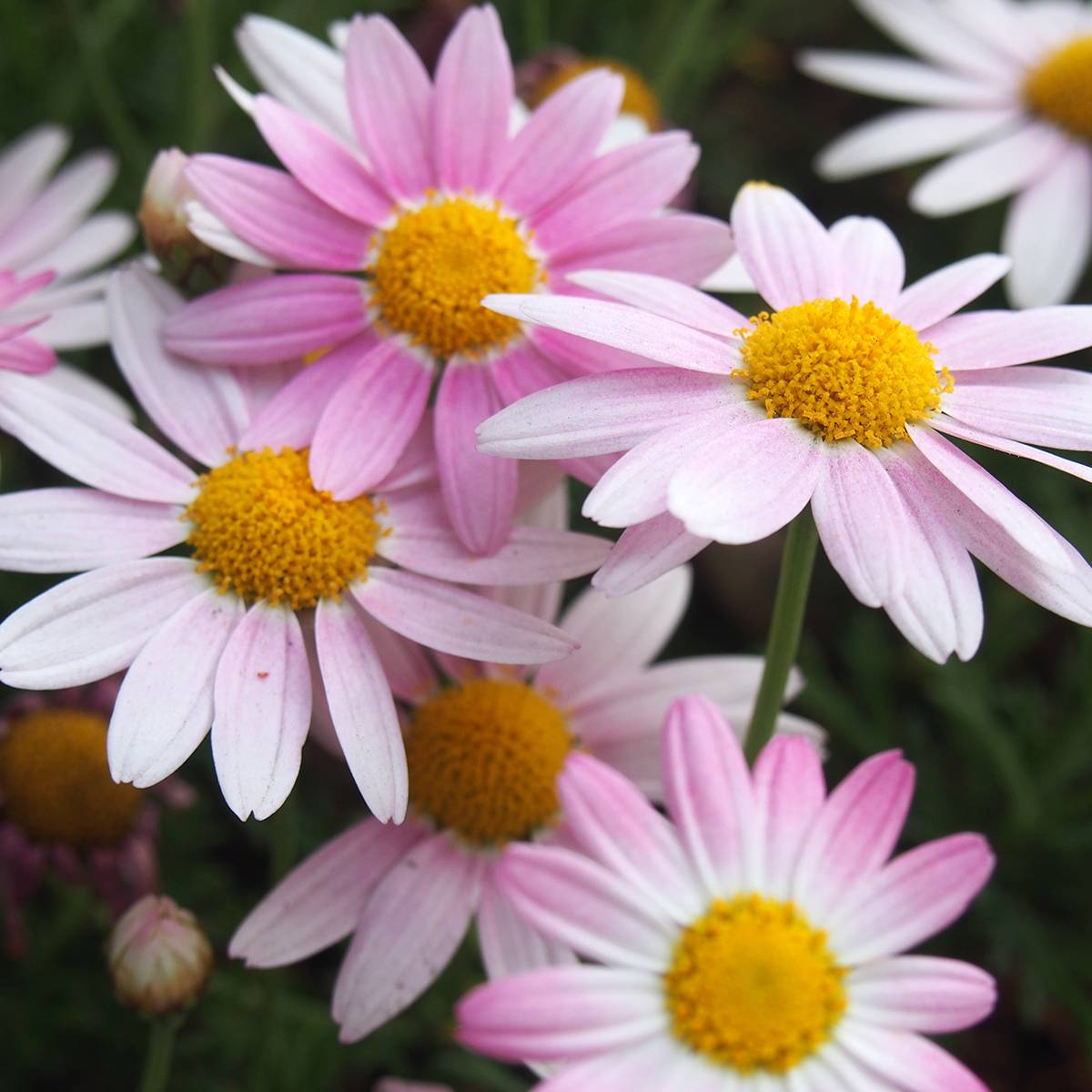 Chrysanthème des jardins Hebe - Chrysanthemum koreanum Pot de 2L/3L