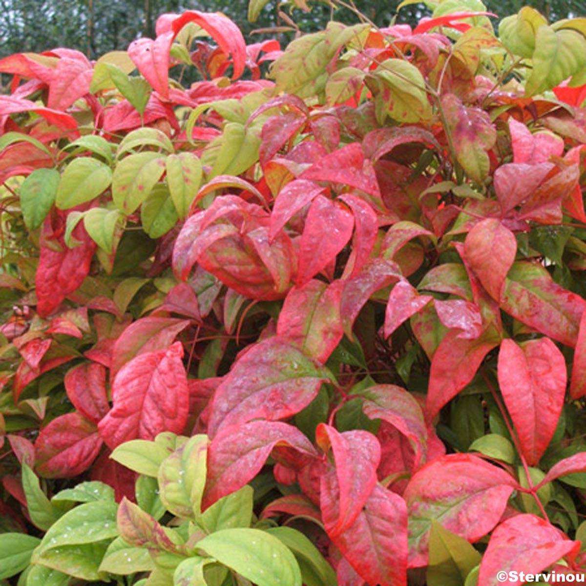 Promesse de Fleurs - Nandina domestica Fire Power - Bambou sacré  Godet de 8/9 cm