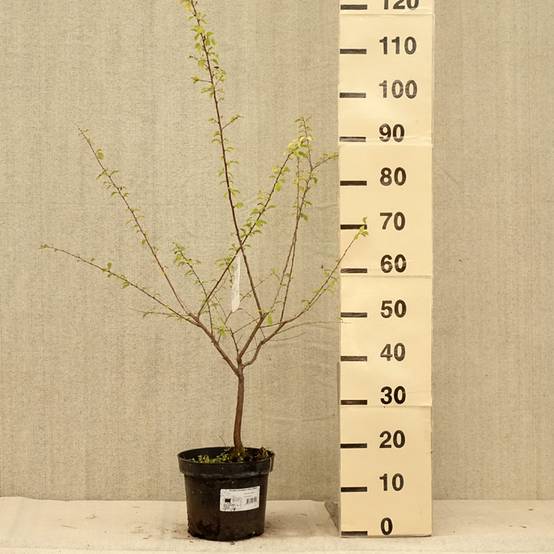 Promesse de Fleurs - Prunier à fleurs - Prunus cerasifera Złoty Obłok Pot de 4L/5L - Image 2