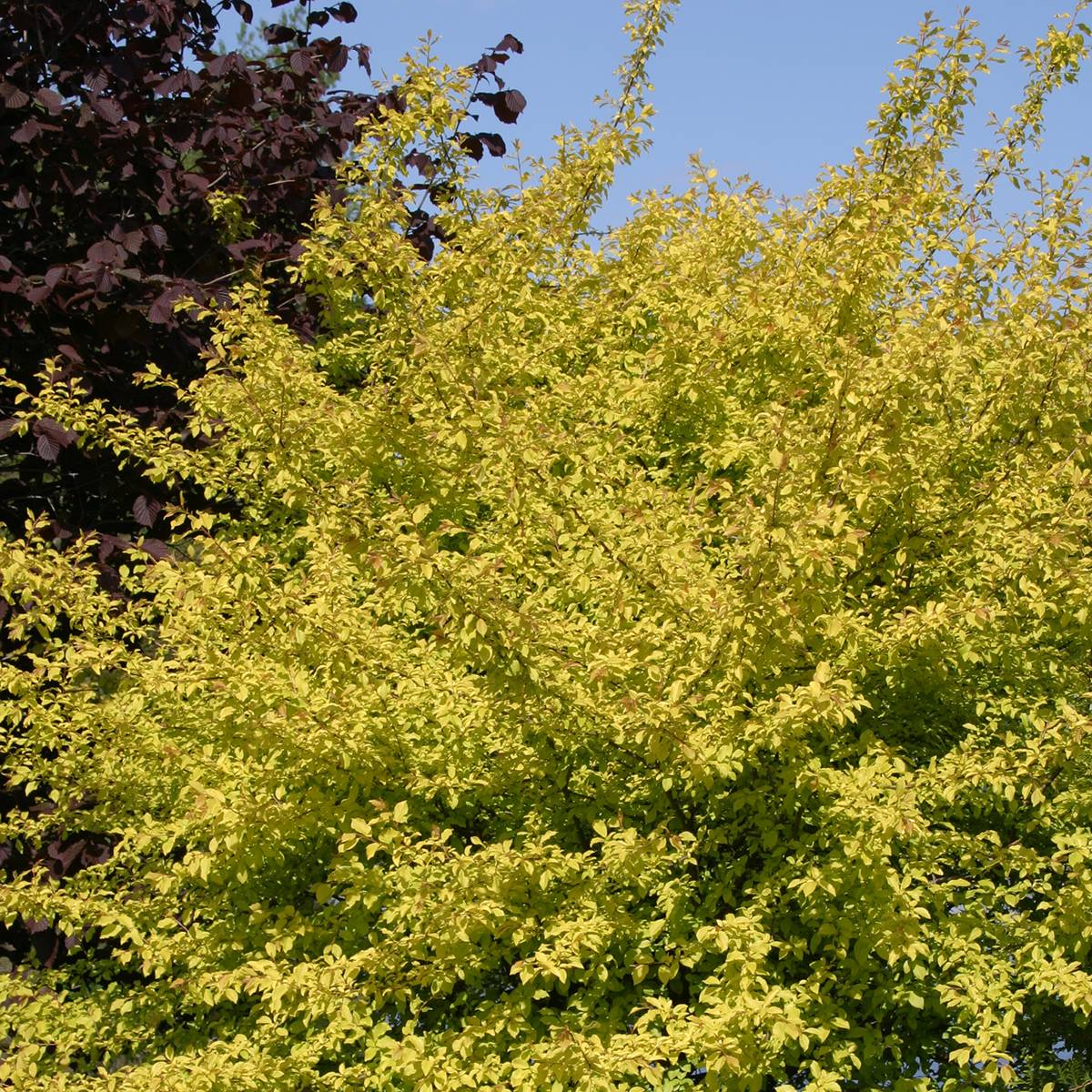 Promesse de Fleurs - Prunier à fleurs - Prunus cerasifera Złoty Obłok Pot de 4L/5L - Image 1