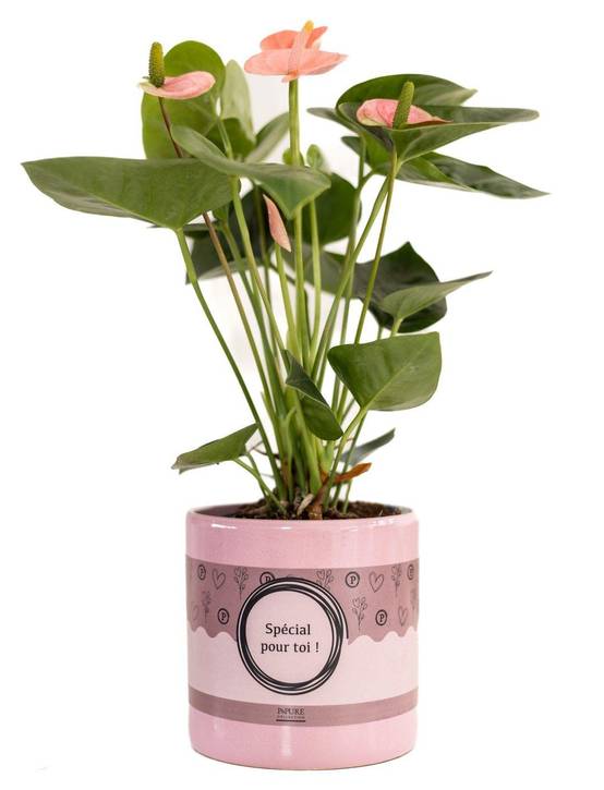 Anthurium rose - Ø12cm - ↕45cm - Plantes d’intérieur - Image 1