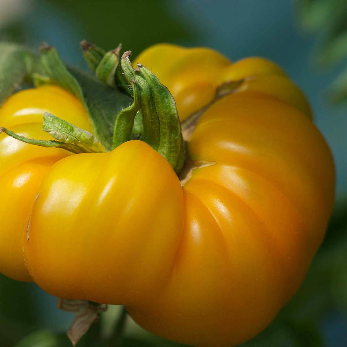 Tomate Jaune Saint Vincent Bio - Ferme de Sainte Marthe le sachet de 50 graines environ