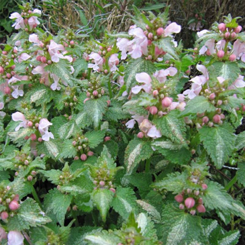 Lamium maculatum Purple Dragon - Lamier argenté et violet Pot de 1,5L/2L