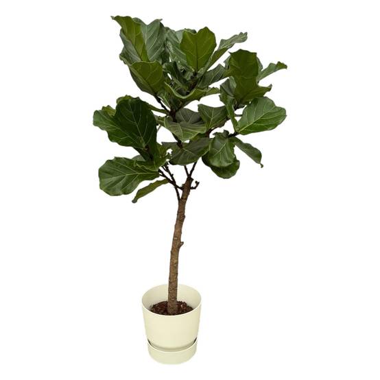 Ficus Lyrata et son pot- La Green Touch Blanc + Reservoir - Hauteur 160cm