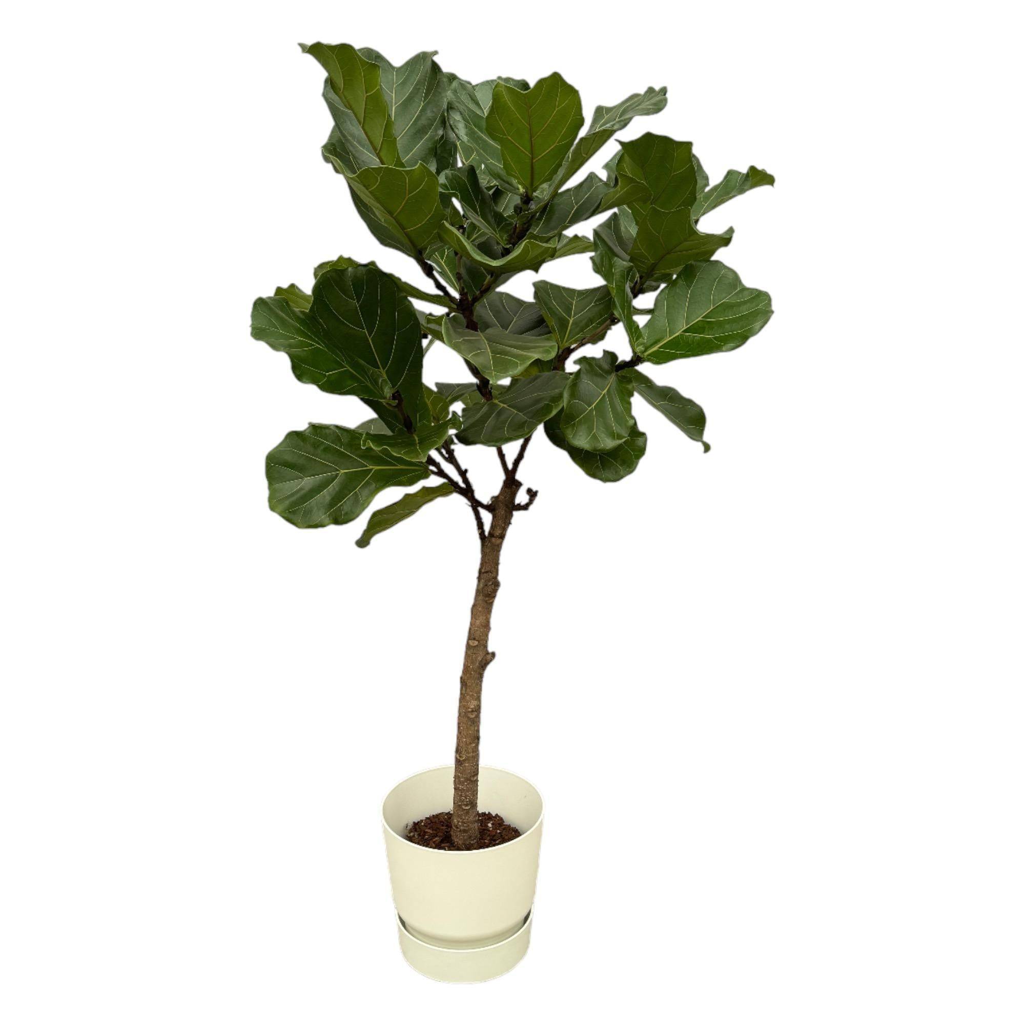 Ficus Lyrata et son pot- La Green Touch Blanc + Reservoir - Hauteur 160cm