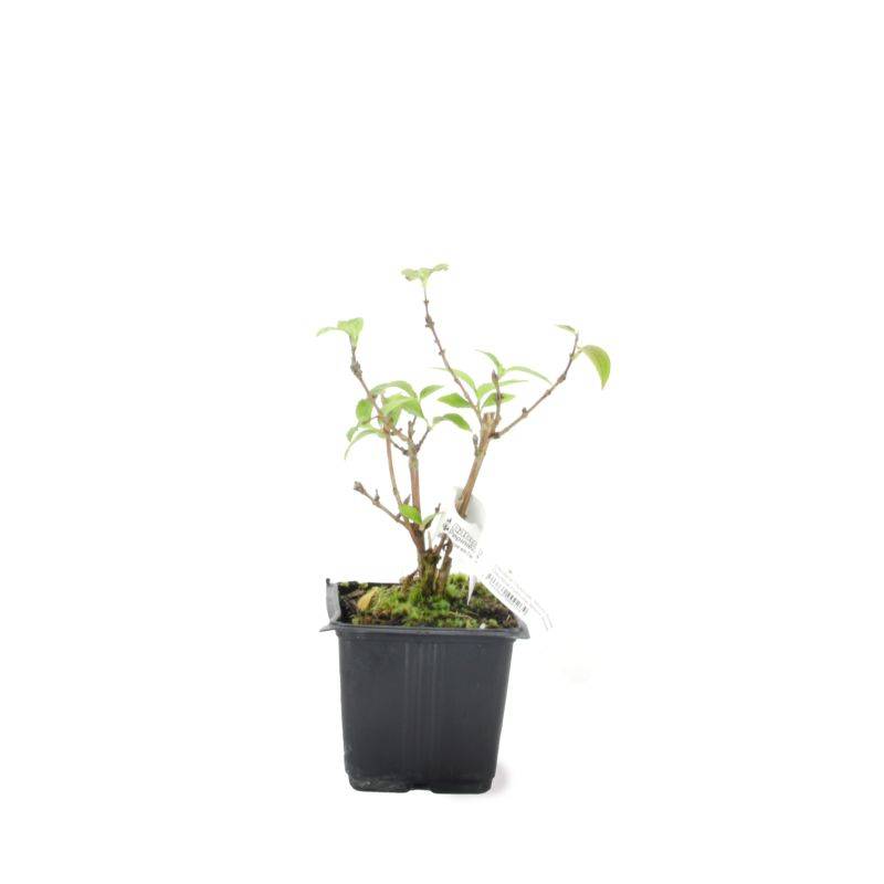 Deutzia 'Mont rose' (Deutzia x hybrida 'Mont rose') - Godet - Taille 13/25cm - Pépinières Naudet - Image 2