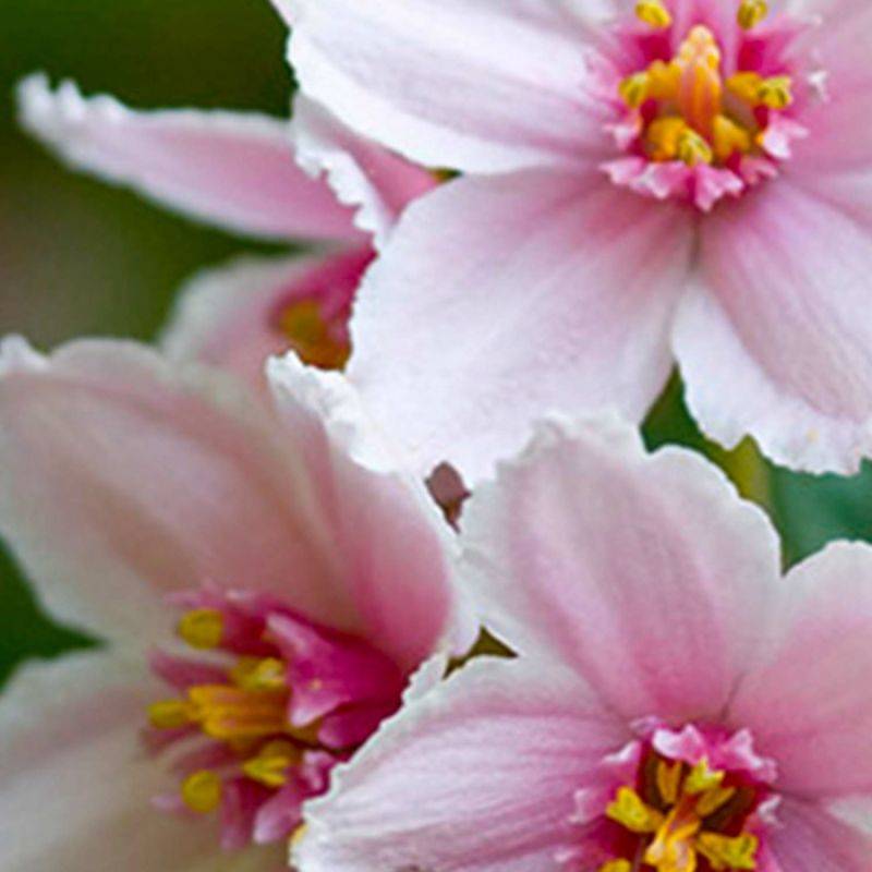 Deutzia 'Mont rose' (Deutzia x hybrida 'Mont rose') - Godet - Taille 13/25cm - Pépinières Naudet - Image 1