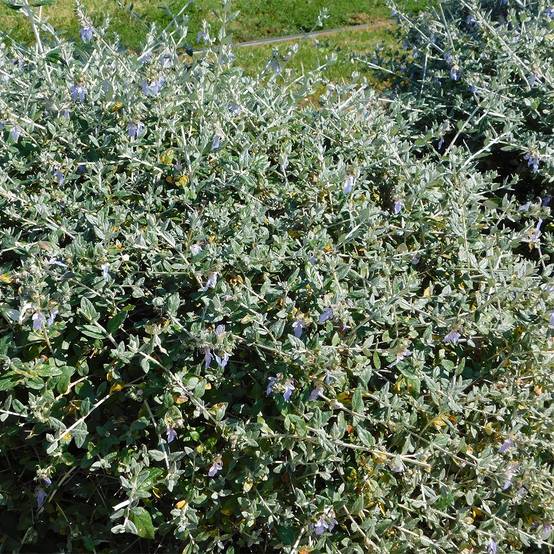 Promesse de Fleurs - Germandrée arbustive - Teucrium fruticans Pot de 2L/3L - Image 1