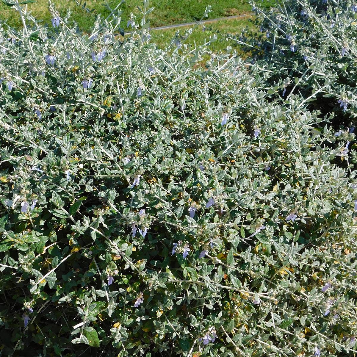 Promesse de Fleurs - Germandrée arbustive - Teucrium fruticans Pot de 2L/3L