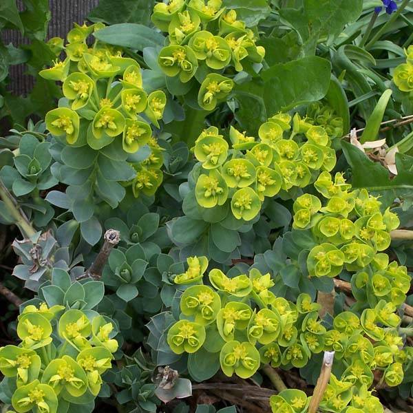 Euphorbia myrsinites - Euphorbe de Corse Godet de 8/9 cm