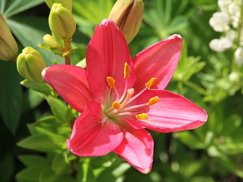 Promesse de Fleurs - Lis hybride asiatique - Lilium Foxtrot Bulbe calibre 14/16 (par 3)