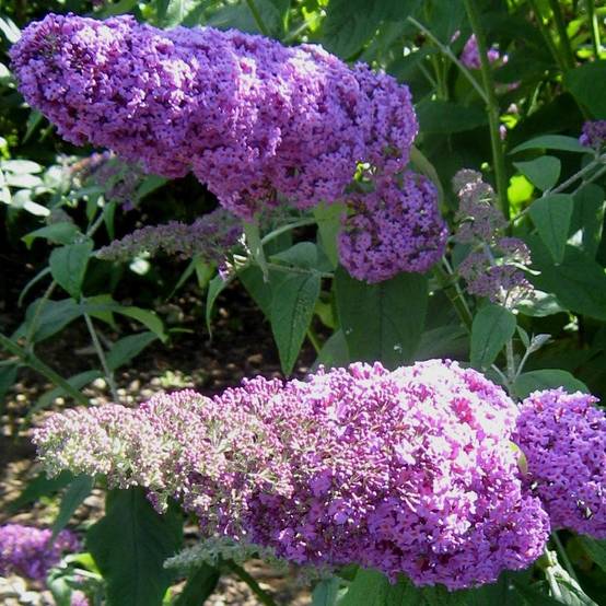 Buddleia davidii Rêve de Papillon Pink - Arbre aux papillons Pot de 4L/5L - Image 1