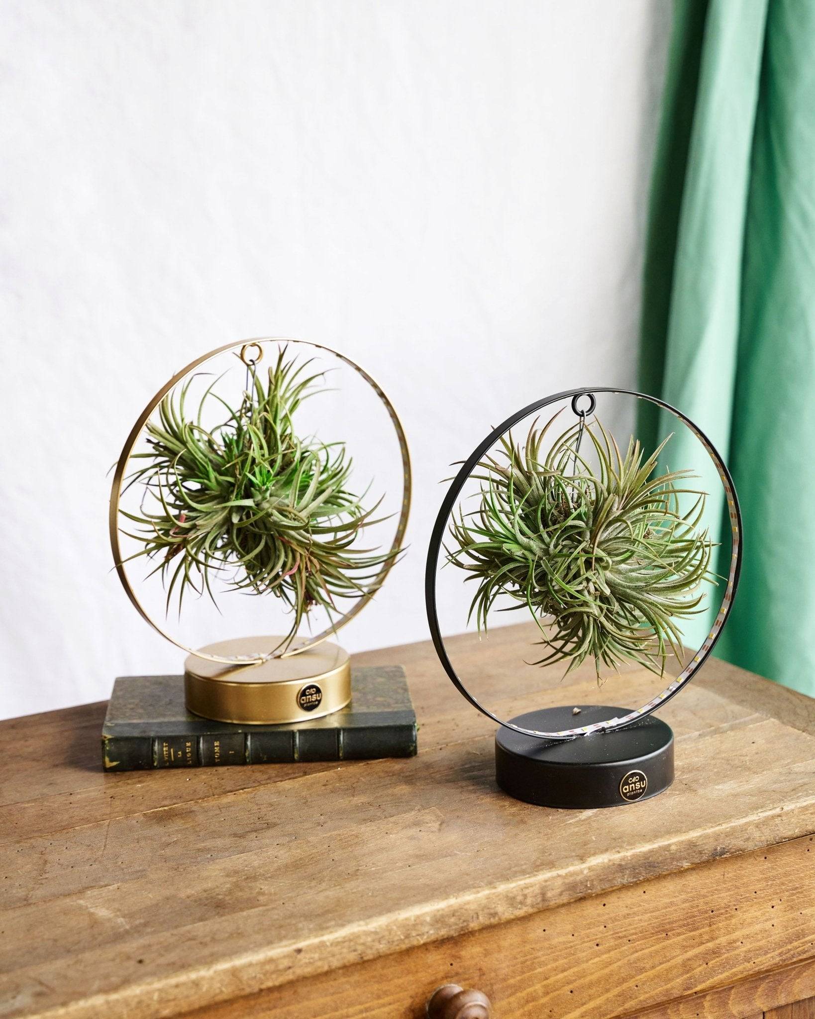 La Green Touch - Duo de Tillandsia socle Led Edition 23cm - Plante d'intérieur- La Green Touch - Imagen 2