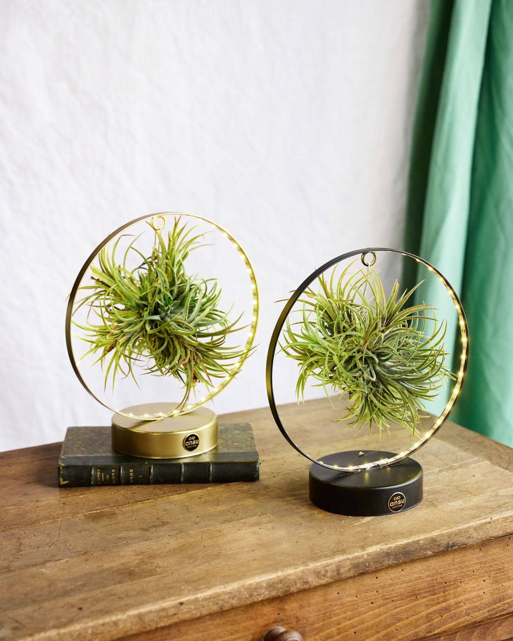 La Green Touch - Duo de Tillandsia socle Led Edition 23cm - Plante d'intérieur- La Green Touch - Imagen 3