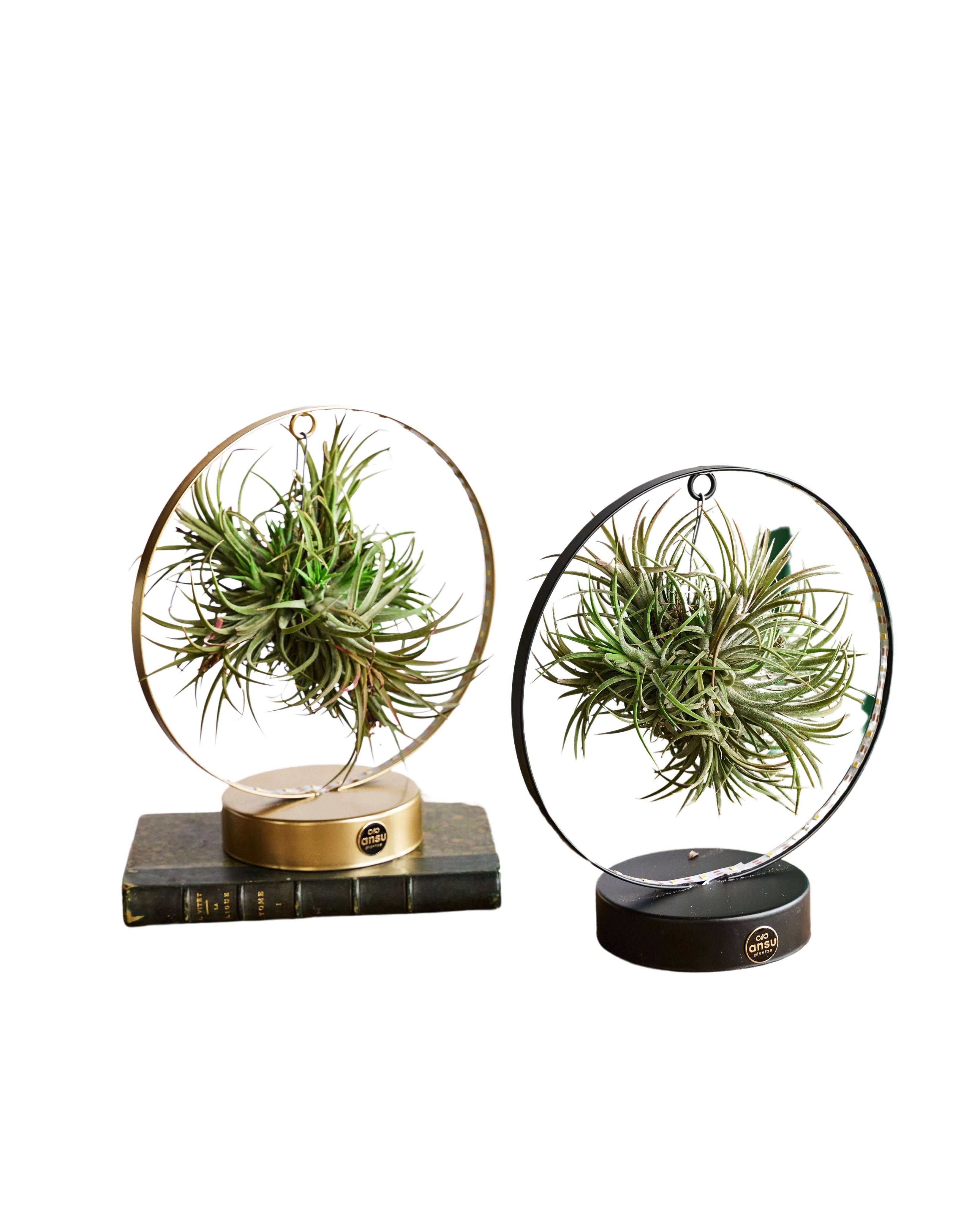 La Green Touch - Duo de Tillandsia socle Led Edition 23cm - Plante d'intérieur- La Green Touch - Imagen 1