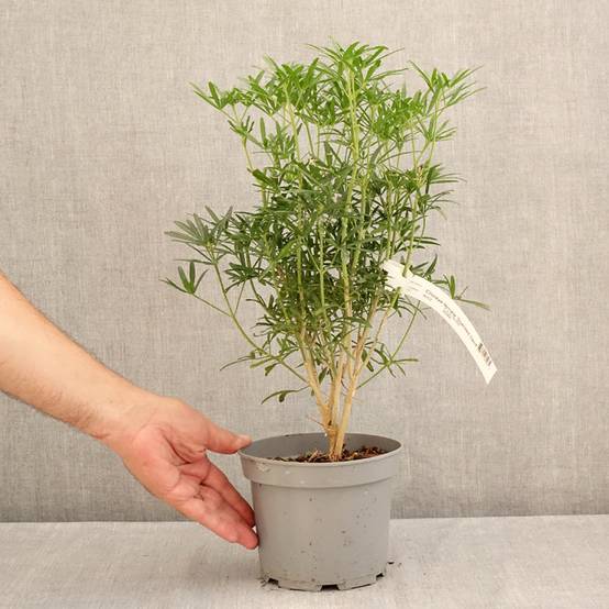 Choisya Scented Gem - Oranger du Mexique Pot de 2L/3L - Image 2