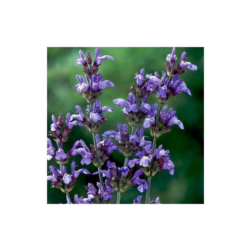 Sauge à feuilles de lavande à fleurs Bleue/ - feuillage Caduc - Godet - 5/20 cm - Imagen 2