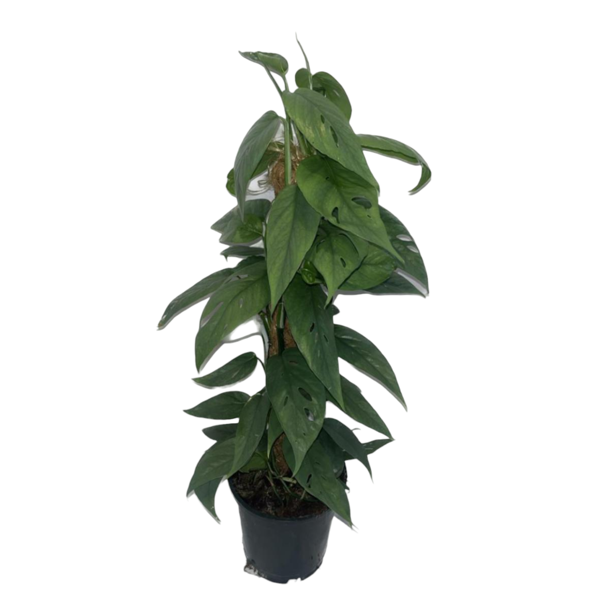 Epipremnum Cebu Blue 60cm - Plante d'intérieur- La Green Touch - Imagen 1
